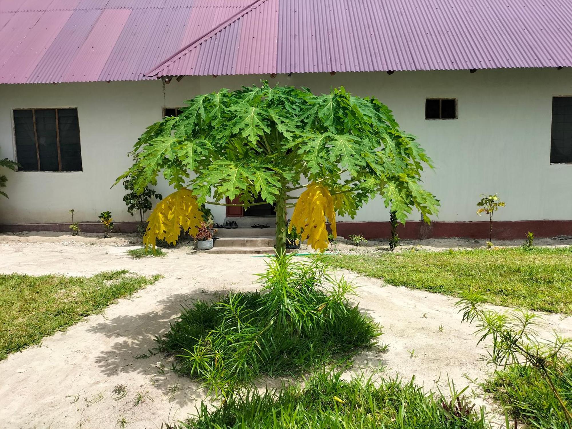 Mambo Leo Hostel Paje Dış mekan fotoğraf