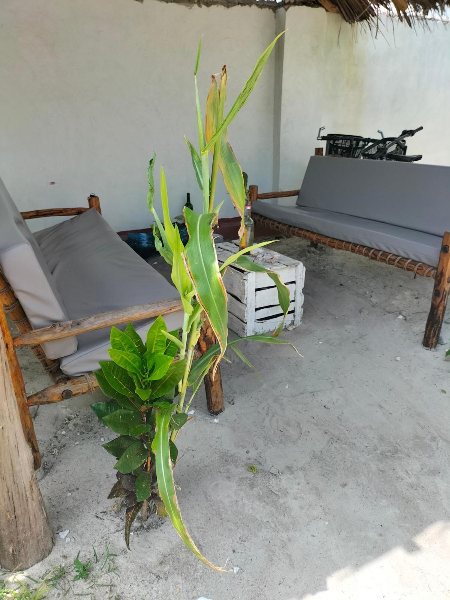 Mambo Leo Hostel Paje Dış mekan fotoğraf